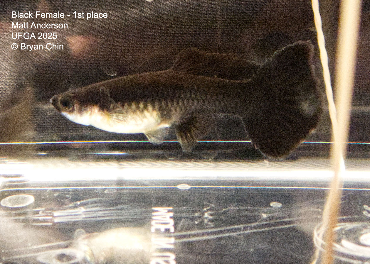 Guppy Female  Black Moscow Midnight